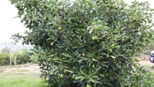 Se impulsa la producción de aguacate de la mano de Agrosavia