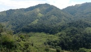 Priorizadas 1.124 hectáreas para conservar la conectividad entre el Huila y la Amazonía