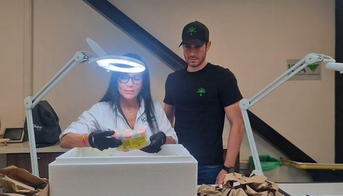 Cannabis colombiano llega a más países