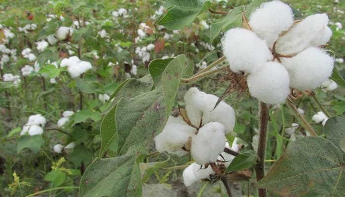 Recomendaciones a los campesinos para la temporada de lluvias