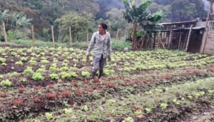 La agroalimentación como medida para la soberanía alimentaria