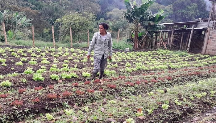 La agroalimentación como medida para la soberanía alimentaria