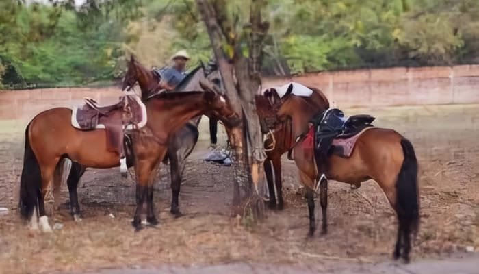 Cancelada cabalgata en Neiva