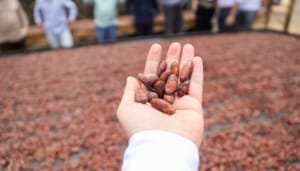 Cacao huilense busca ser protagonista mundial