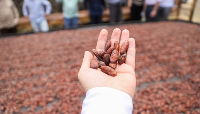 Cacao huilense busca ser protagonista mundial