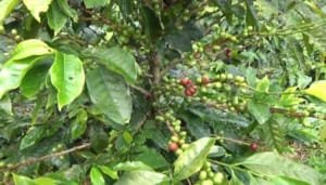Cafeteros huilenses buscan fortalecer sus unidades productivas