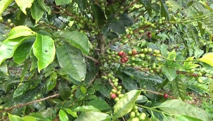 Cafeteros huilenses buscan fortalecer sus unidades productivas