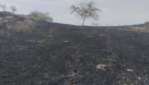Actual situación de incendios forestales en el Huila