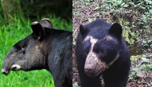 Se viene el noveno festival del oso andino y danta de montaña