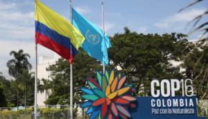 Bandera de la ONU ya está en la zona azul de la COP 16