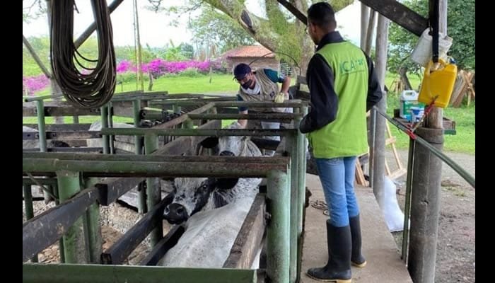 Nuevo ciclo de vacunación contra la fiebre aftosa en Colombia
