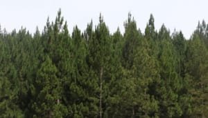 Reforestadores deben registrar su plantaciones comerciales