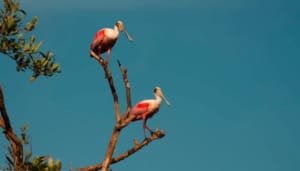 Colombia, líder mundial en avistamiento de aves