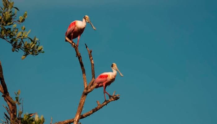 Colombia, líder mundial en avistamiento de aves