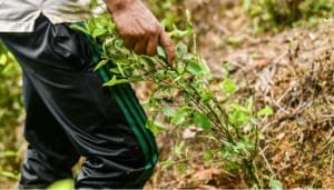 Protección de la biodiversidad mediante sustitución de cultivos ilícitos