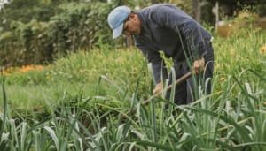 Campesinos contarán con recursos para proteger sus cosechas