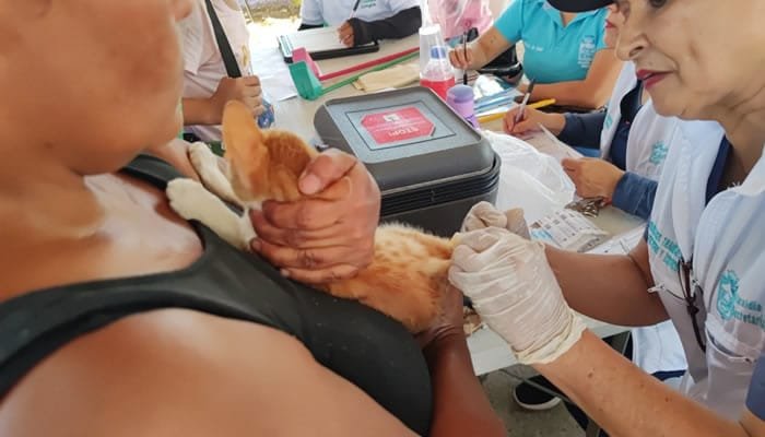 Campaña de vacunación de mascotas en la Comuna 10