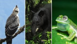 Huila y su aporte a la biodiversidad del Macizo Colombiano