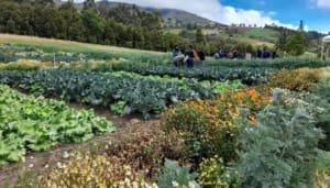 El agro colombiano y su impulso en el 2024