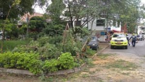 Atendida caída de árboles en Neiva