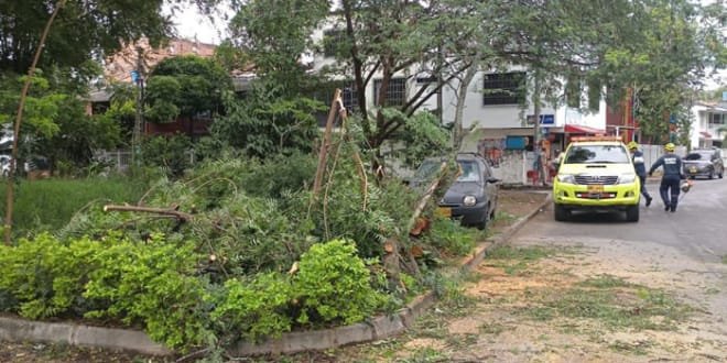 Atendida caída de árboles en Neiva
