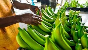 Gobierno extiende arancel cero en insumos agrícolas