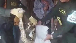 Aprehensión de una boa en el norte de Neiva