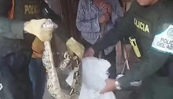 Aprehensión de una boa en el norte de Neiva
