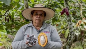 Exportaciones de Cacao del Huila crecen y rompen récords