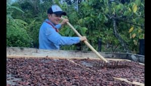ICA apoya la producción sostenible de cacao en Paicol