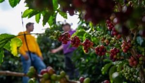 Huila sigue siendo el número uno en café