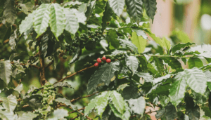 El agro colombiano sigue creciendo
