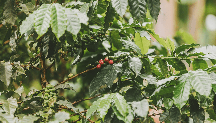 El agro colombiano sigue creciendo