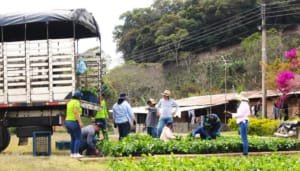 Proyecto nacional invierte en caficultura y jóvenes indígenas en Huila