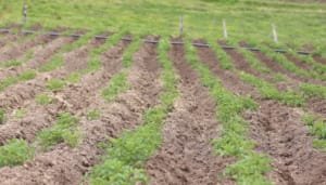 El agro le aporta al crecimiento económico en Colombia