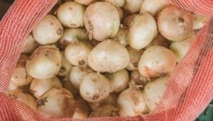 Fortaleciendo la producción y venta de la cebolla en Colombia