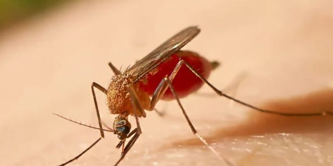 Alerta epidemiológica en Neiva por la fiebre amarilla