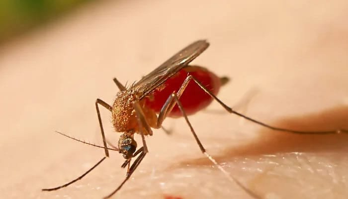 Alerta epidemiológica en Neiva por la fiebre amarilla