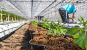 Reindustrialización: clave para potenciar la agroindustria medicinal