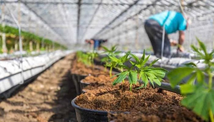 Reindustrialización: clave para potenciar la agroindustria medicinal
