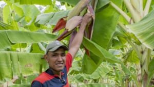 Los primeros frutos de la seguridad alimentaria en el Huila
