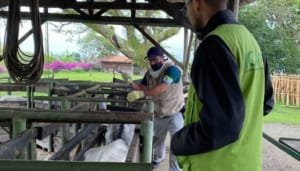 Colombia fortalece su hato ganadero con vacunación