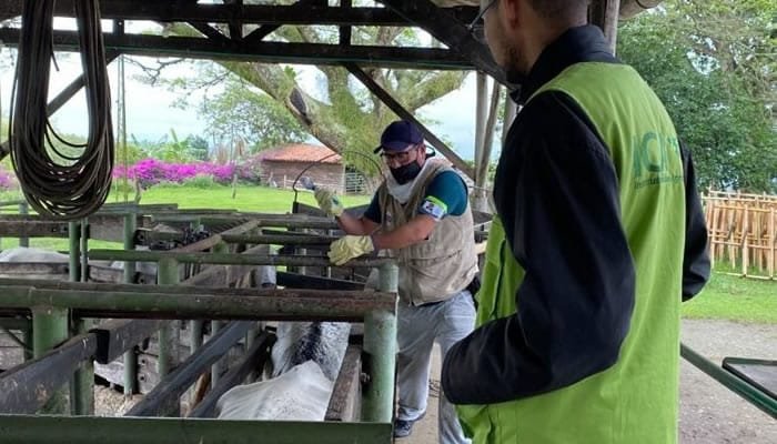 Colombia fortalece su hato ganadero con vacunación