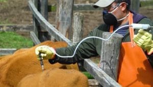 Cobertura casi total en Colombia contra la fiebre aftosa