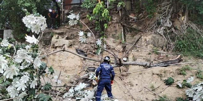 Remoción de árboles caídos en Neiva