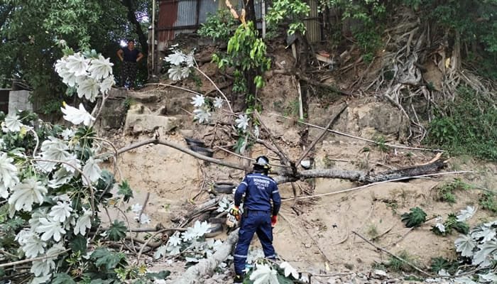 Remoción de árboles caídos en Neiva