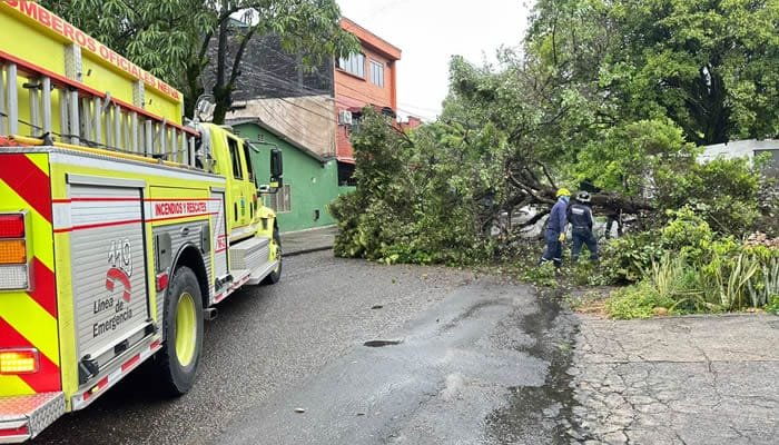 Respuesta positiva ante árbol caído en Neiva