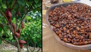 Nueve muestras de cacao representarán a Colombia en el Salón del Chocolate
