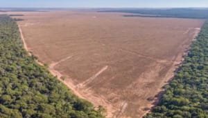 Procuraduría preocupada por la deforestación en la Amazonía