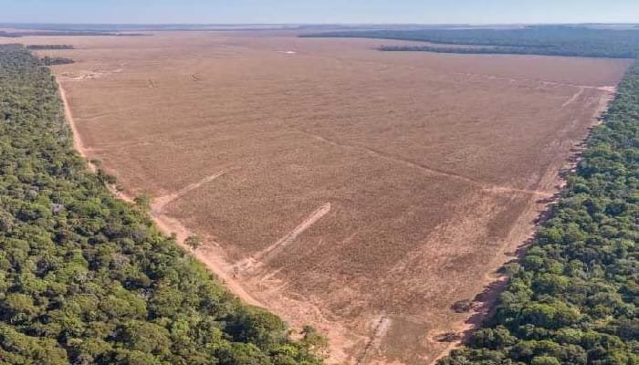 Procuraduría preocupada por la deforestación en la Amazonía